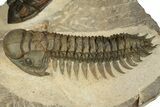 Crotalocephalina Trilobite With Zlichovaspis - Atchana, Morocco #186698-8